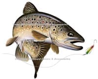 Brown Trout 